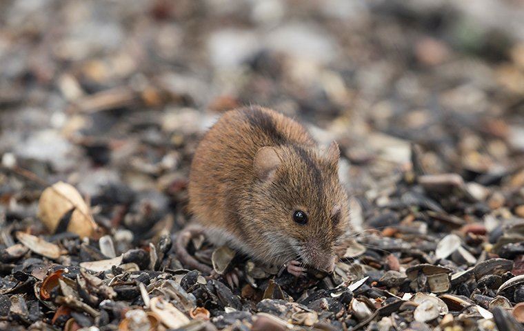 field mouse outside